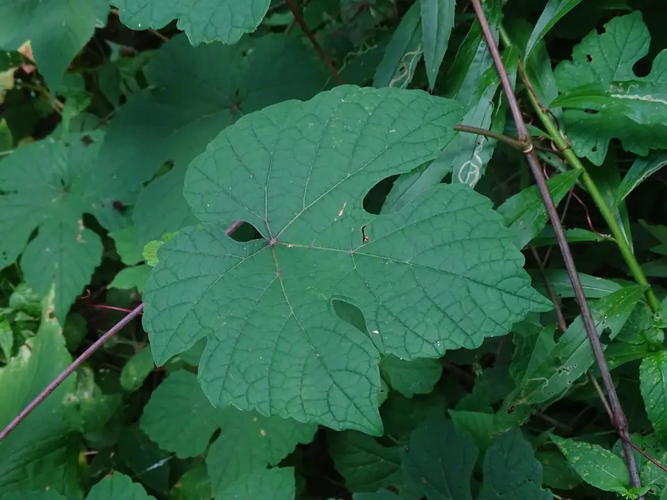 Summer Grape (Vitis aestivalis)