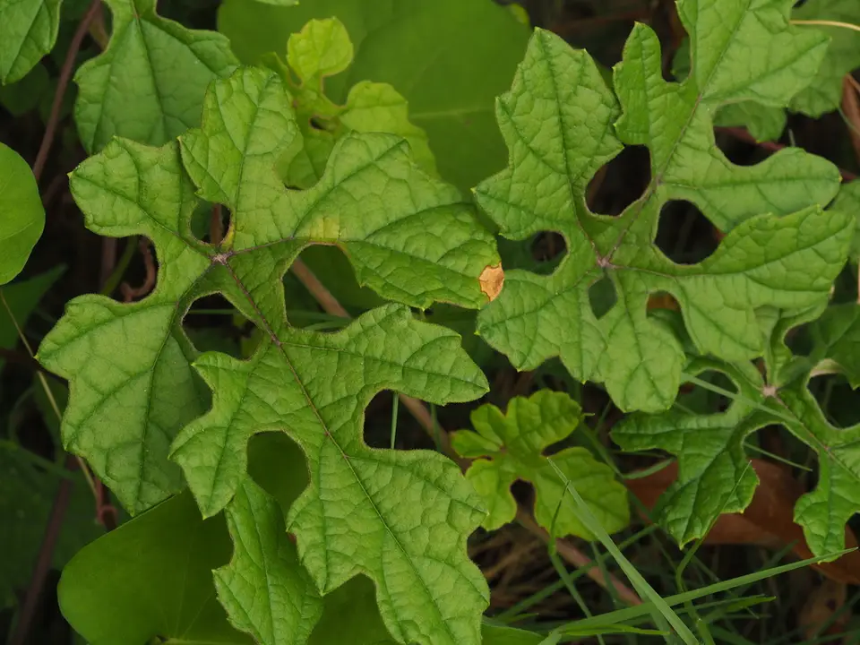 Vitis bryoniifolia (Vitis bryoniifolia)