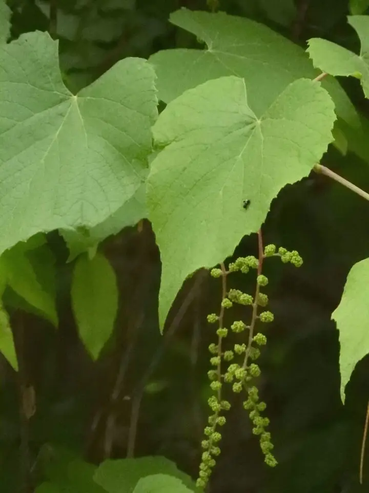 Graybark Grape (Vitis cinerea)