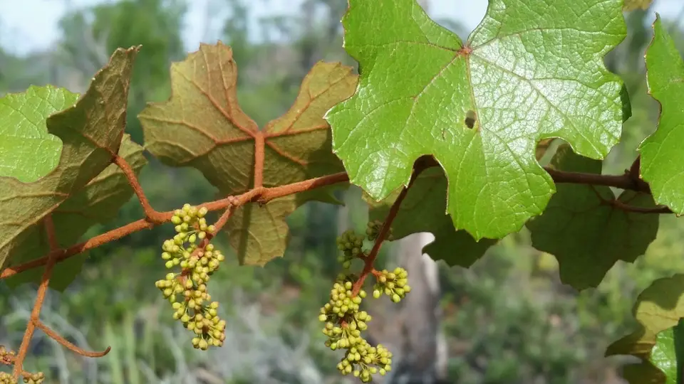 Rusty Grape (Vitis rufotomentosa)