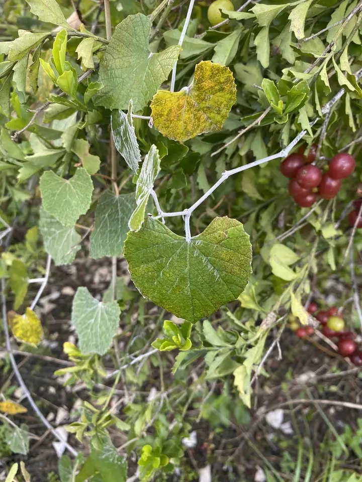 Calloose Grape (Vitis shuttleworthii)