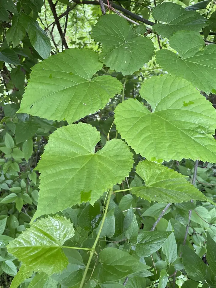 Frost Grape (Vitis vulpina)