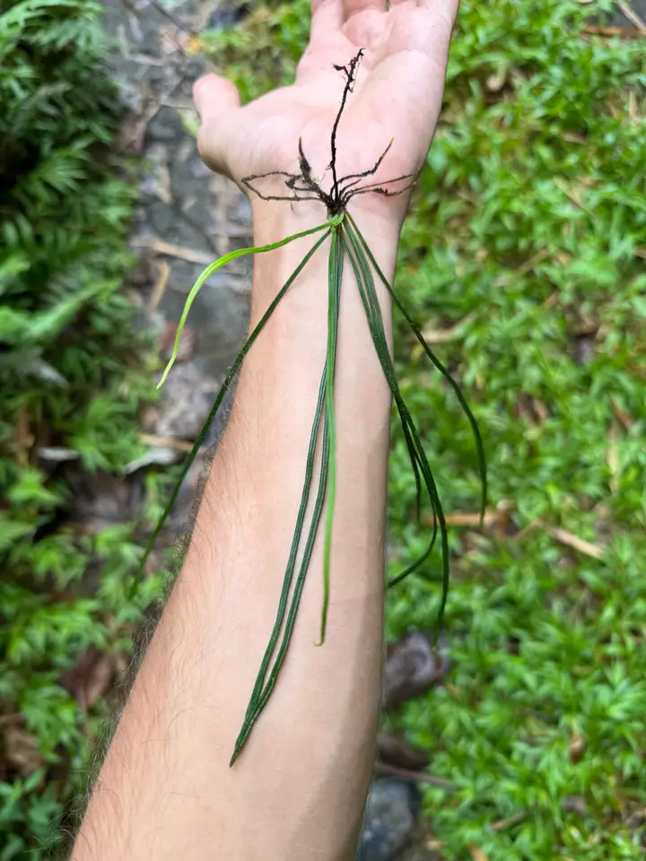 Vittaria graminifolia (Vittaria graminifolia)