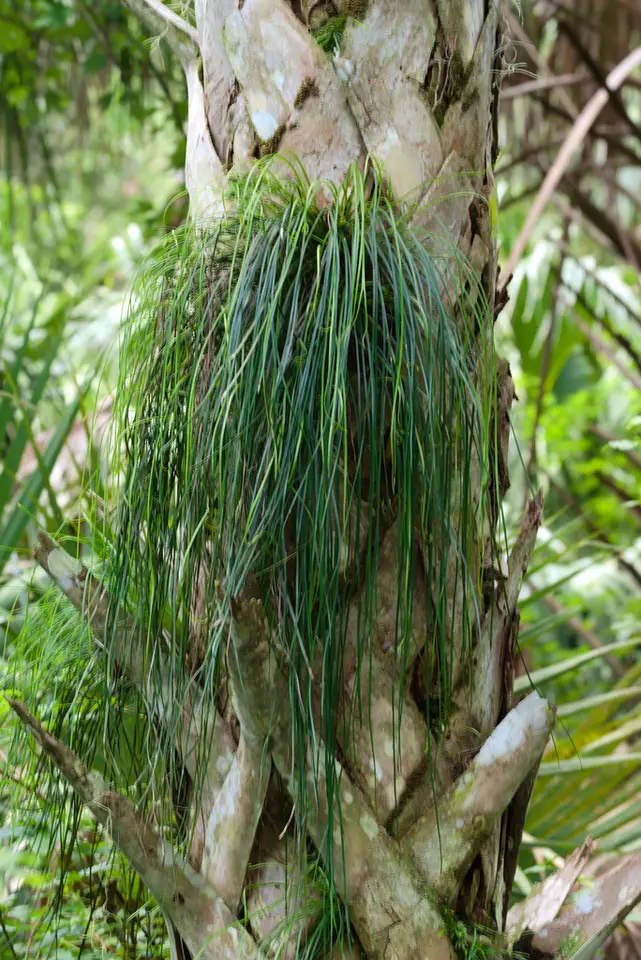 Shoelace Fern (Vittaria lineata)