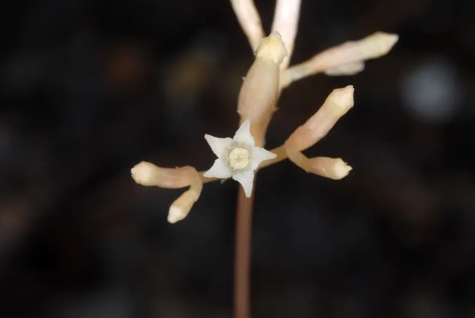 Parasitic Ghostplant (Voyria parasitica)