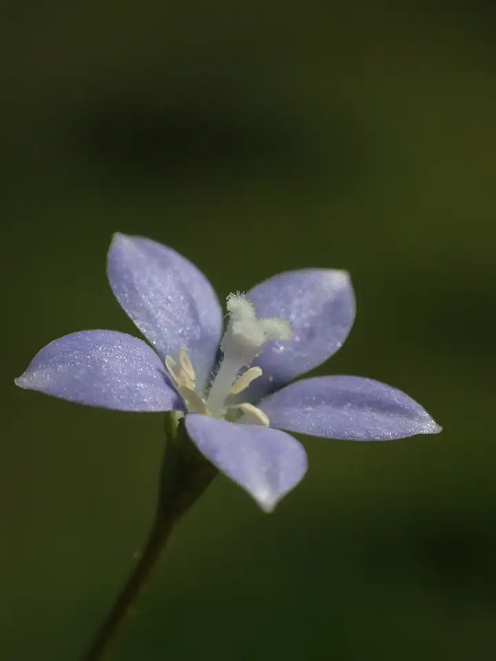 Southern Rockbell (Wahlenbergia marginata)