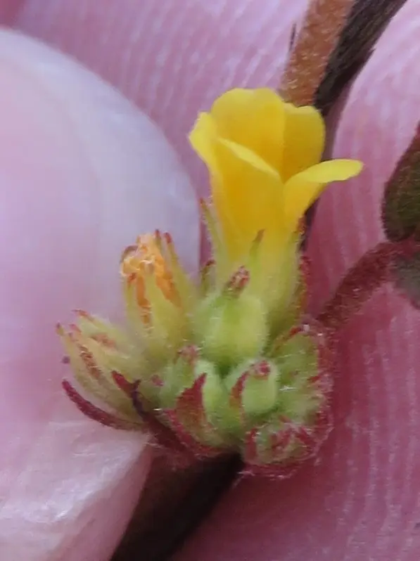 Bahama Waltheria (Waltheria bahamensis)