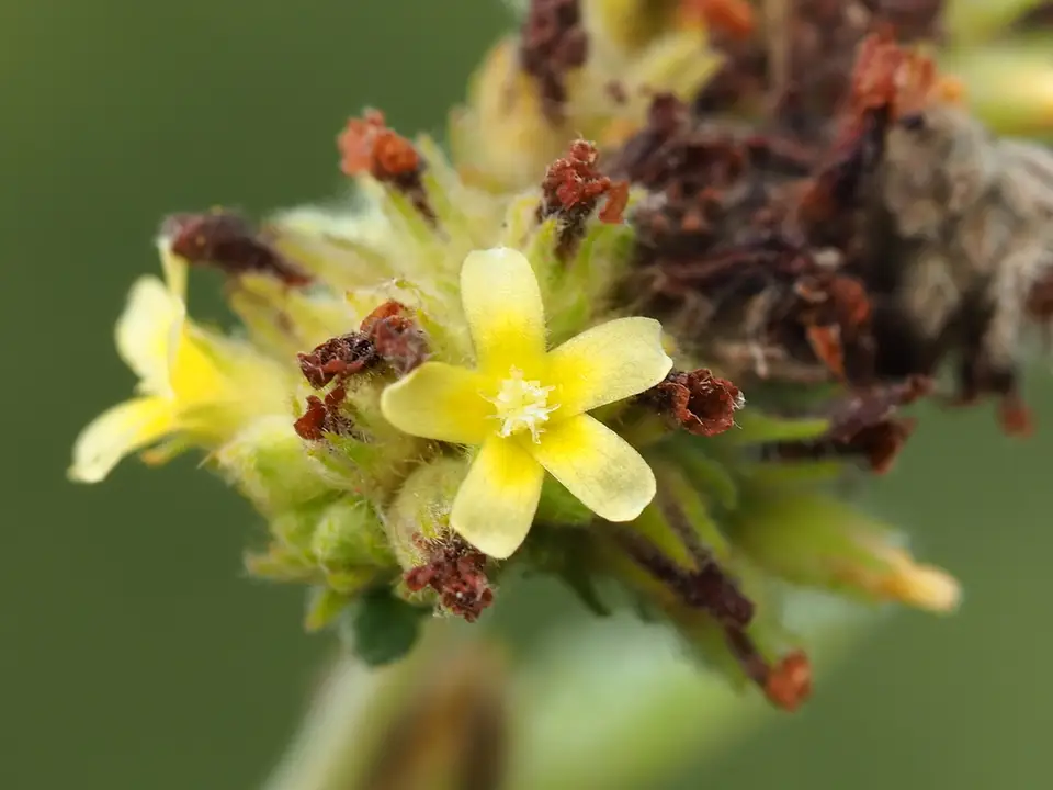 Sleepy Morning (Waltheria indica)