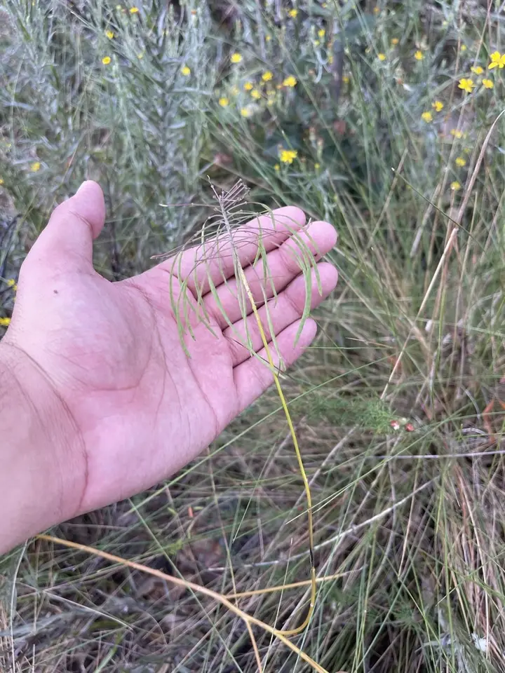 Wide-Leaf Warea (Warea amplexifolia)