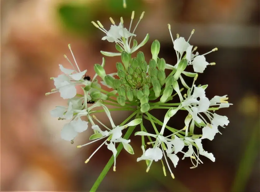 Carter's Mustard (Warea carteri)