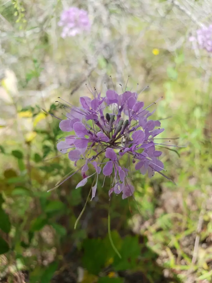 Sessileleaf Pinelandcress (Warea sessilifolia)