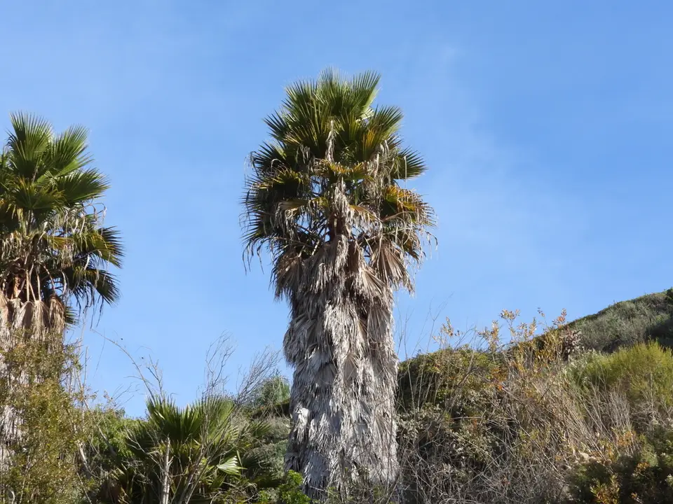 Mexican Fan Palm (Washingtonia robusta)