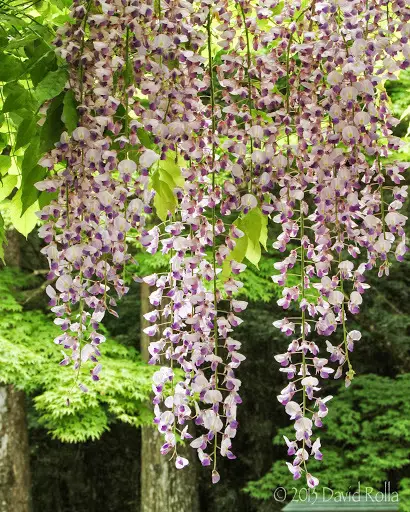 Japanese Wisteria (Wisteria floribunda)