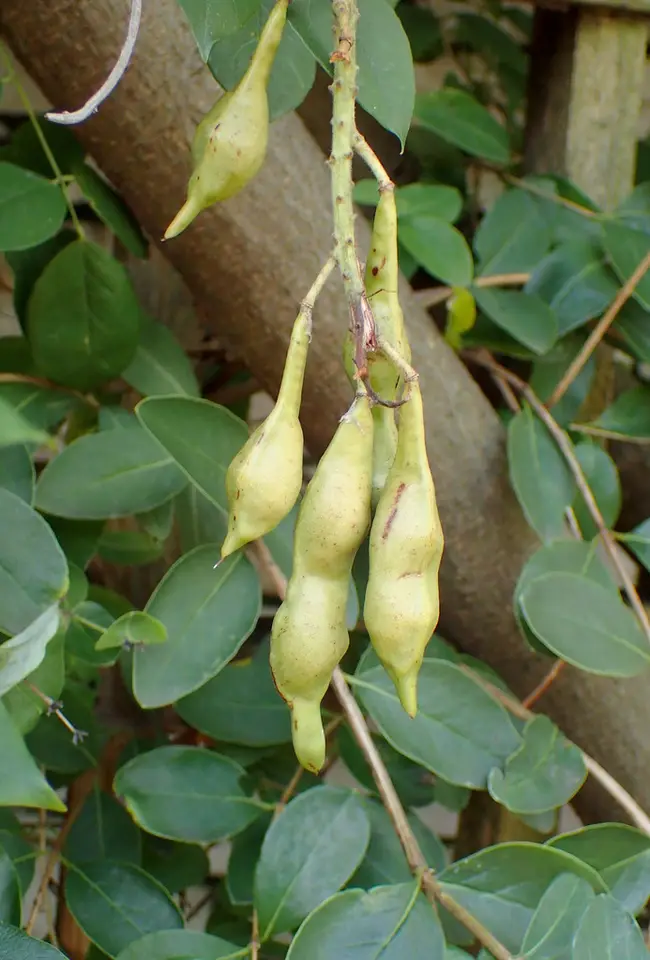 American Wisteria (Wisteria frutescens)