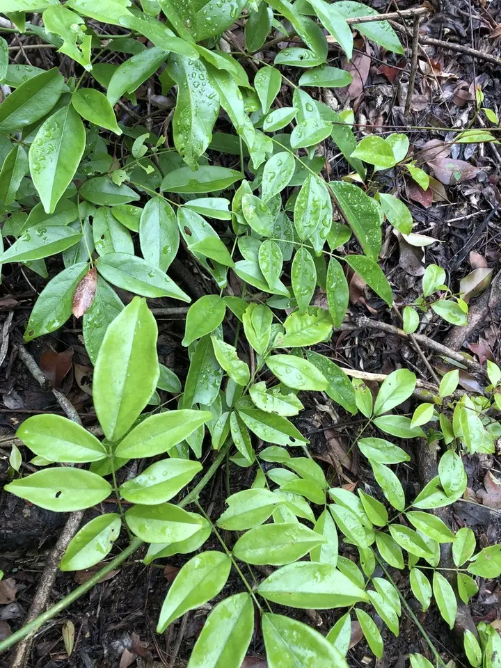 Evergreen Wisteria (Wisteriopsis reticulata)