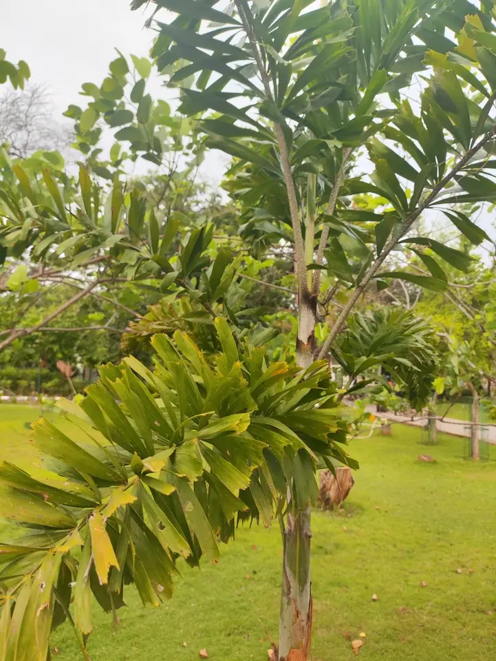 Foxtail Palm (Wodyetia bifurcata)