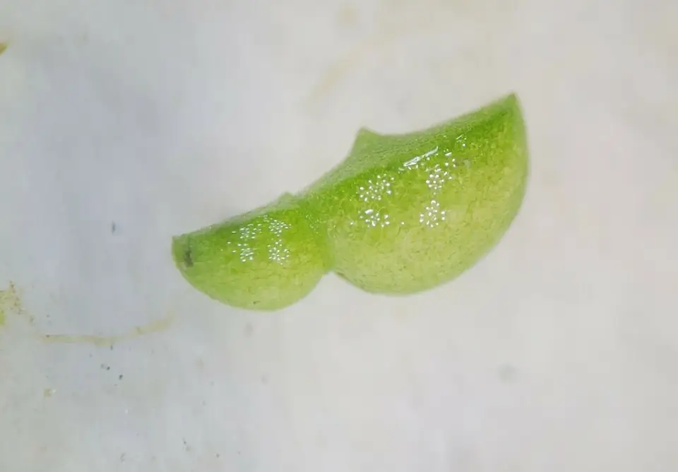 Brazilian Watermeal (Wolffia brasiliensis)