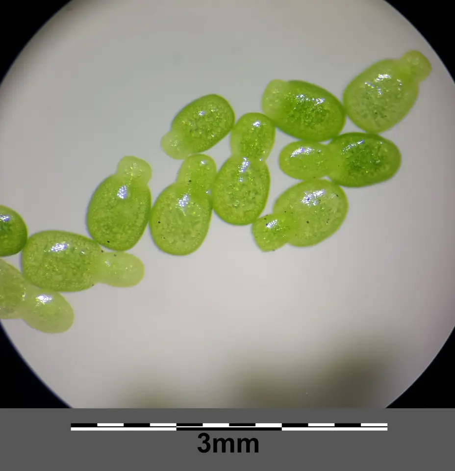 Columbian Watermeal (Wolffia columbiana)