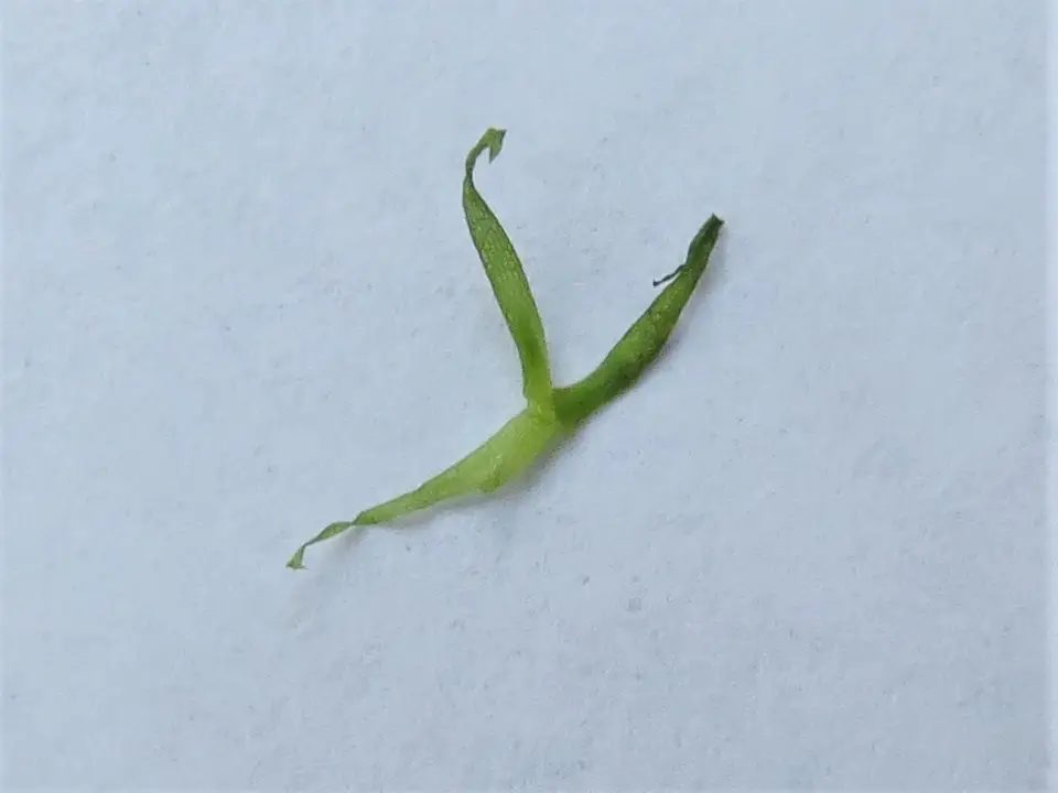 Sword Bogmat (Wolffiella gladiata)