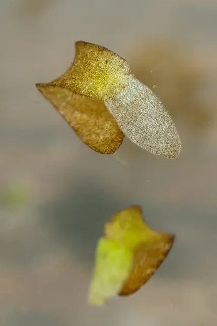 Tongue-Shape Bogmat (Wolffiella lingulata)