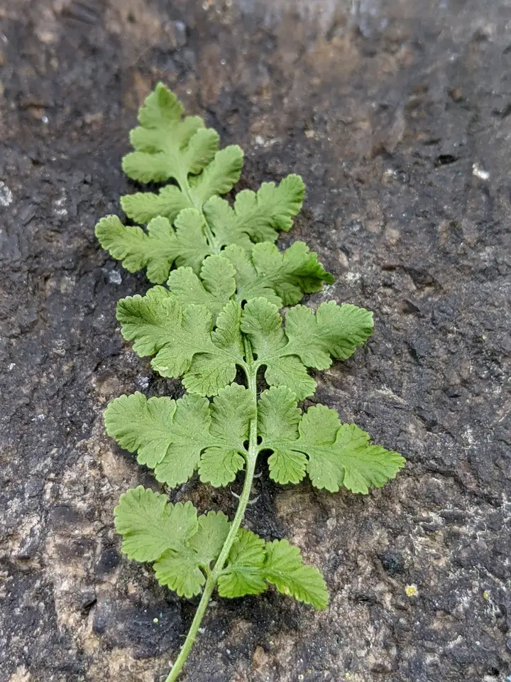 Blunt Woodsia (Woodsia obtusa)