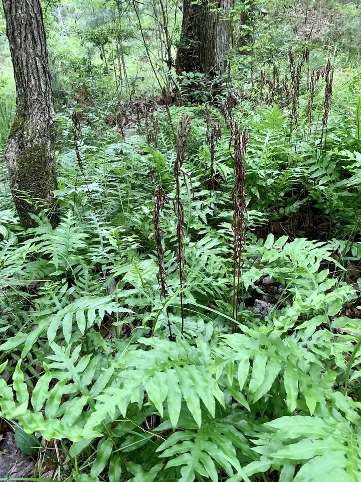Netted Chain Fern (Woodwardia areolata)