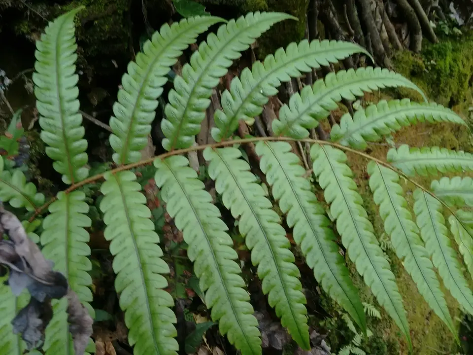 Japanese Chain Fern (Woodwardia japonica)