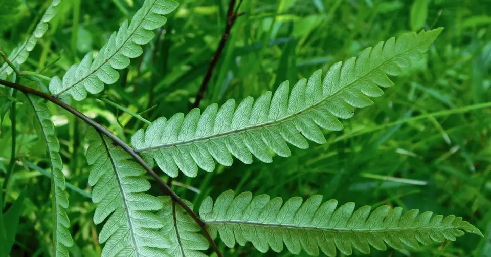 Virginia Chain Fern (Woodwardia virginica)