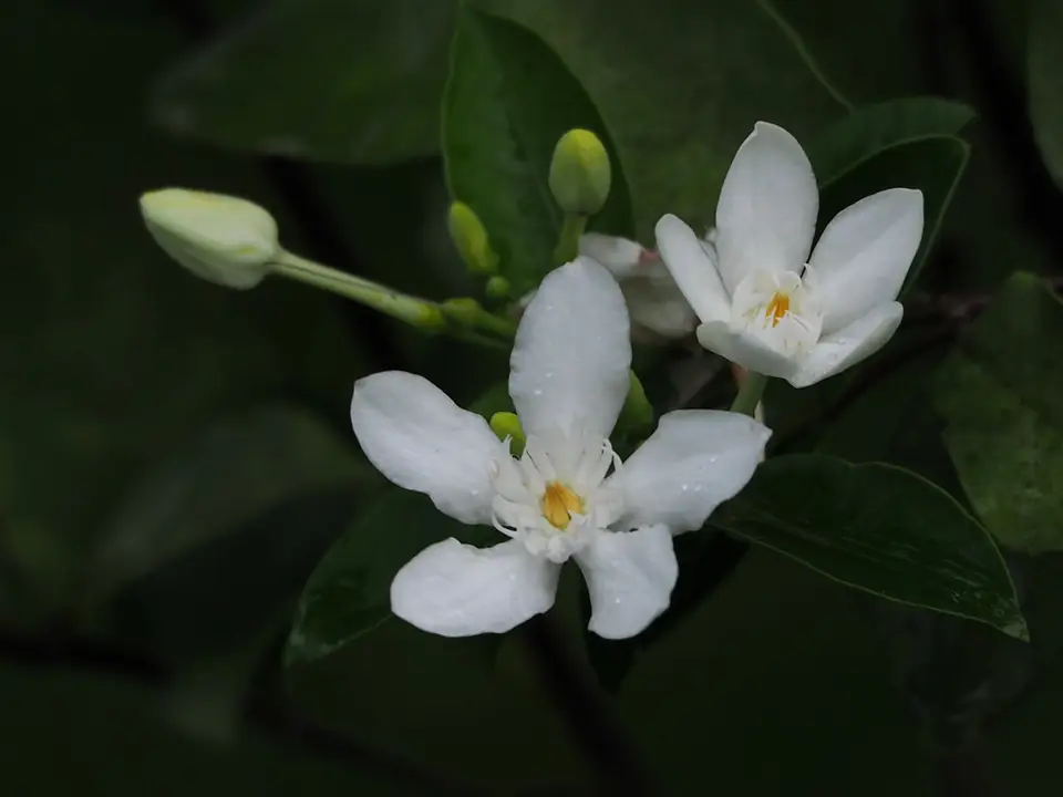 Arctic Snow (Wrightia antidysenterica)
