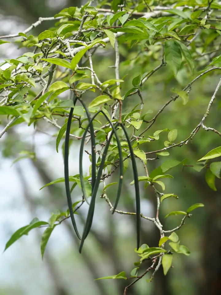 Water Jasmine (Wrightia religiosa)