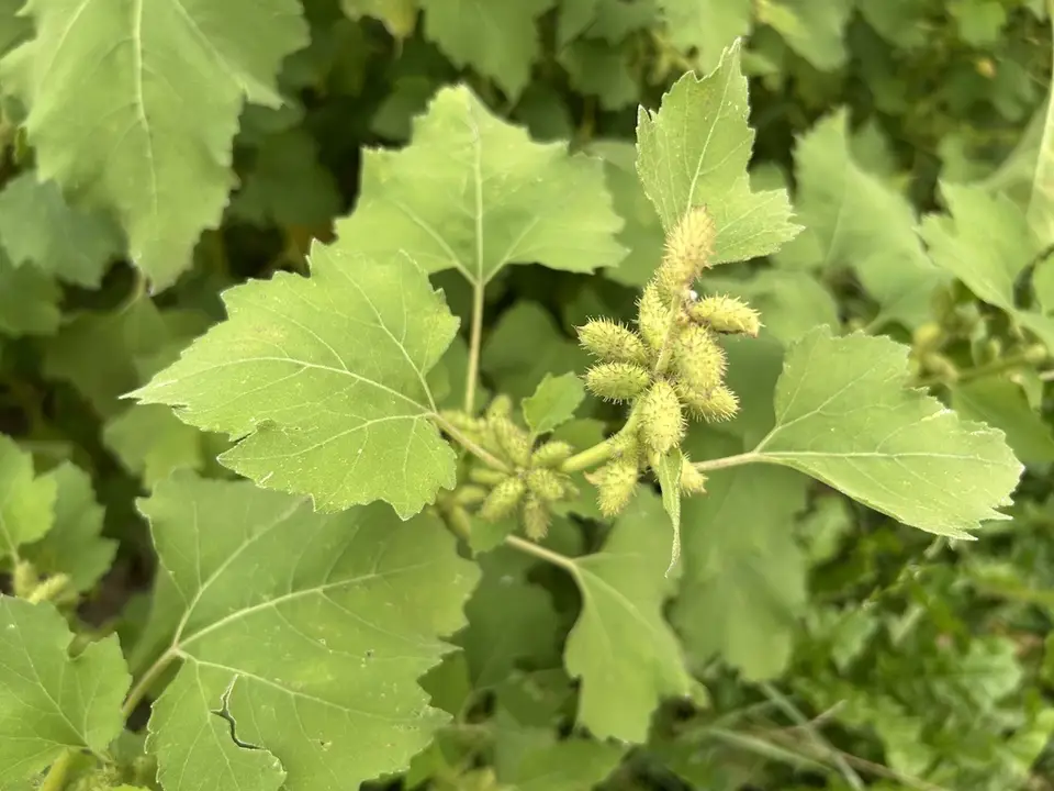 Rough Cocklebur (Xanthium strumarium)