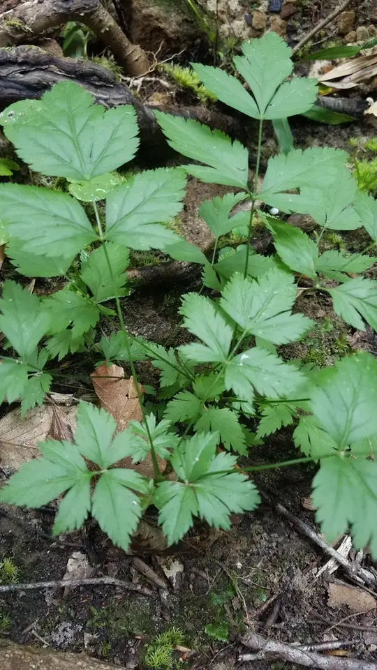 Shrub Yellowroot (Xanthorhiza simplicissima)