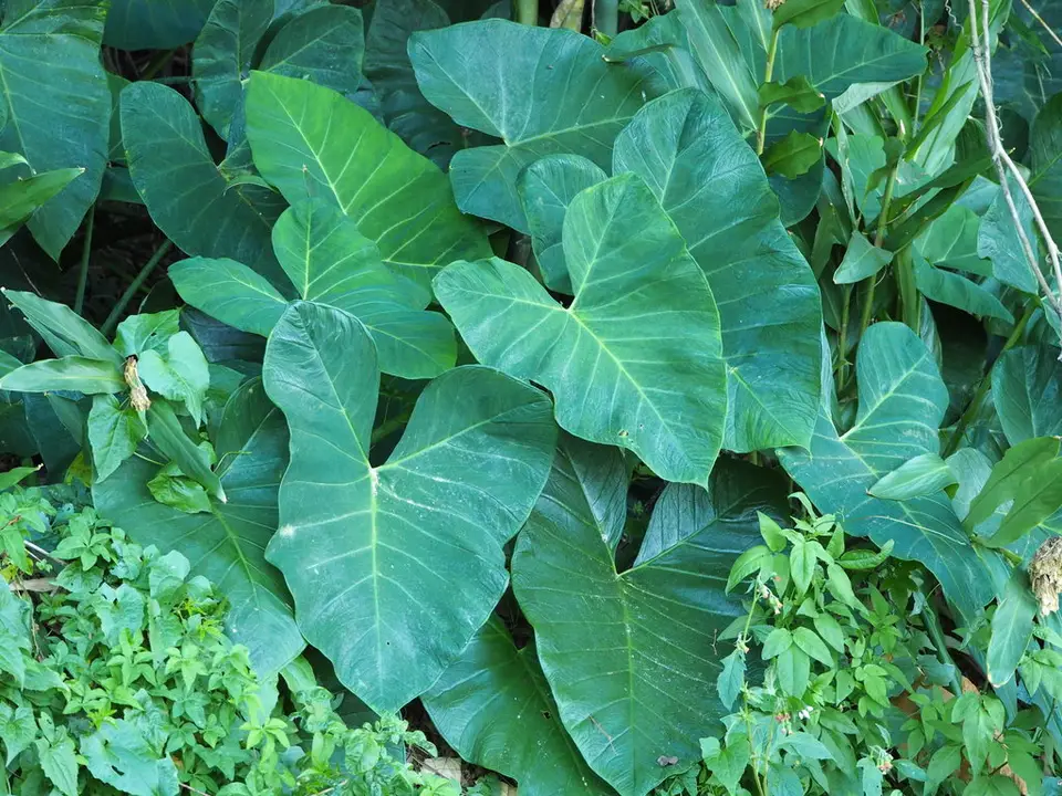 Arrowleaf Elephant's Ear (Xanthosoma sagittifolium)