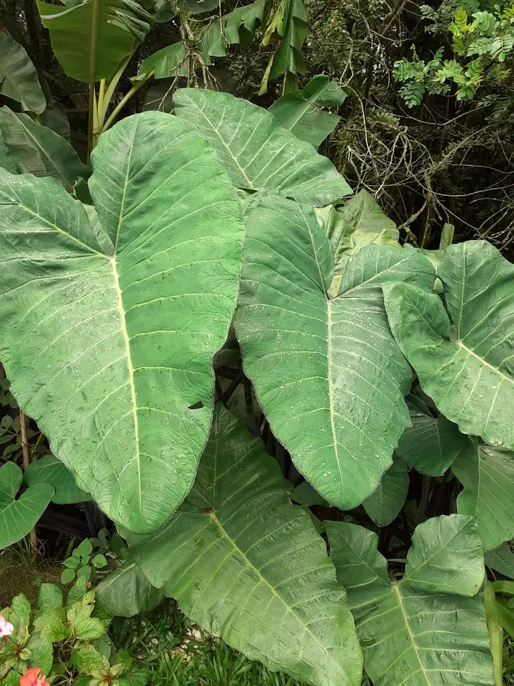 Xanthosoma violaceum (Xanthosoma violaceum)