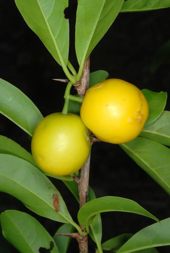 Hog Plum (Ximenia americana)