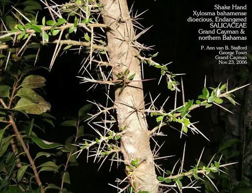 Shake Hand Tree (Xylosma bahamensis)