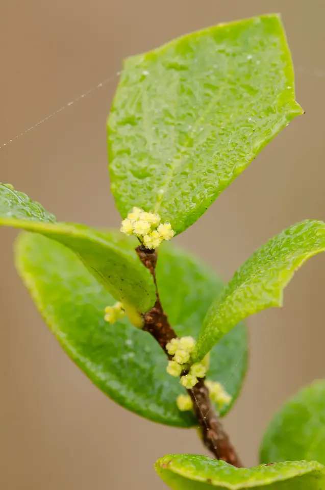 Mucha-Gente (Xylosma buxifolia)