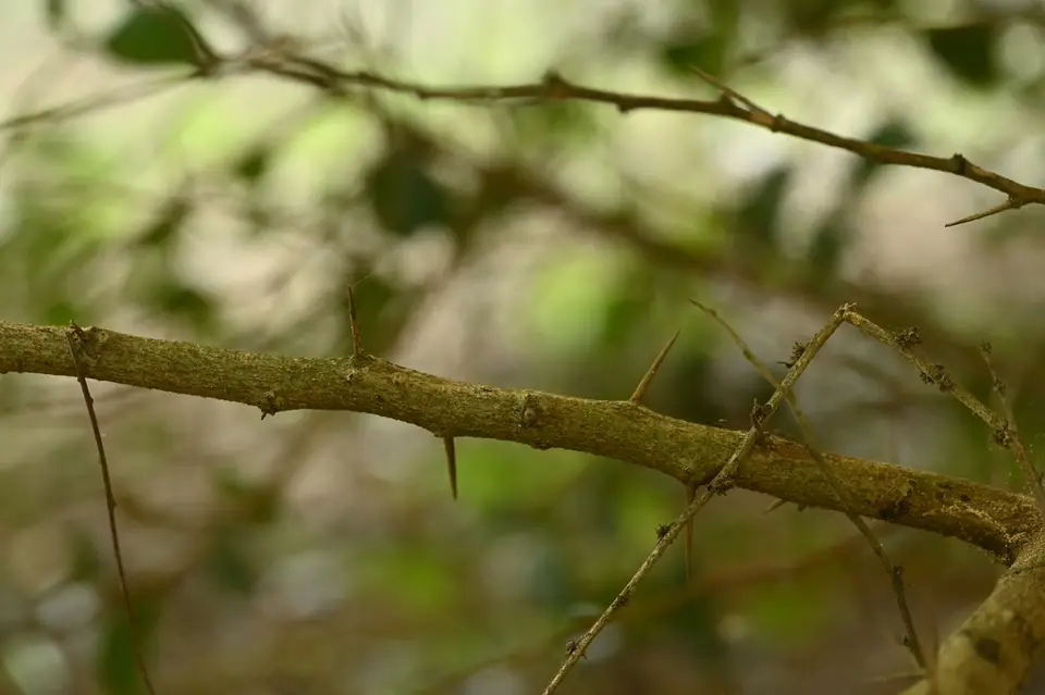 Shiny Xylosma (Xylosma congesta)