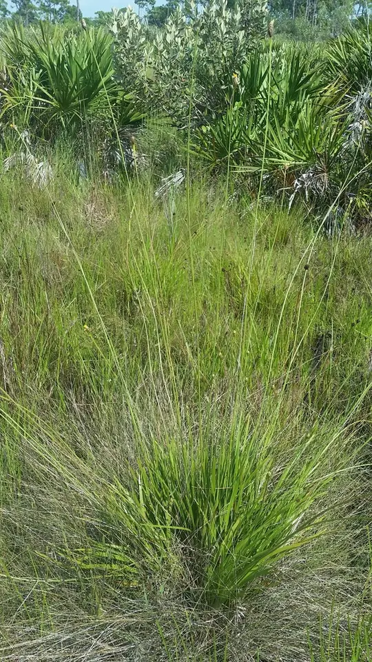 Coastalplain Yellow-Eyed Grass (Xyris ambigua)