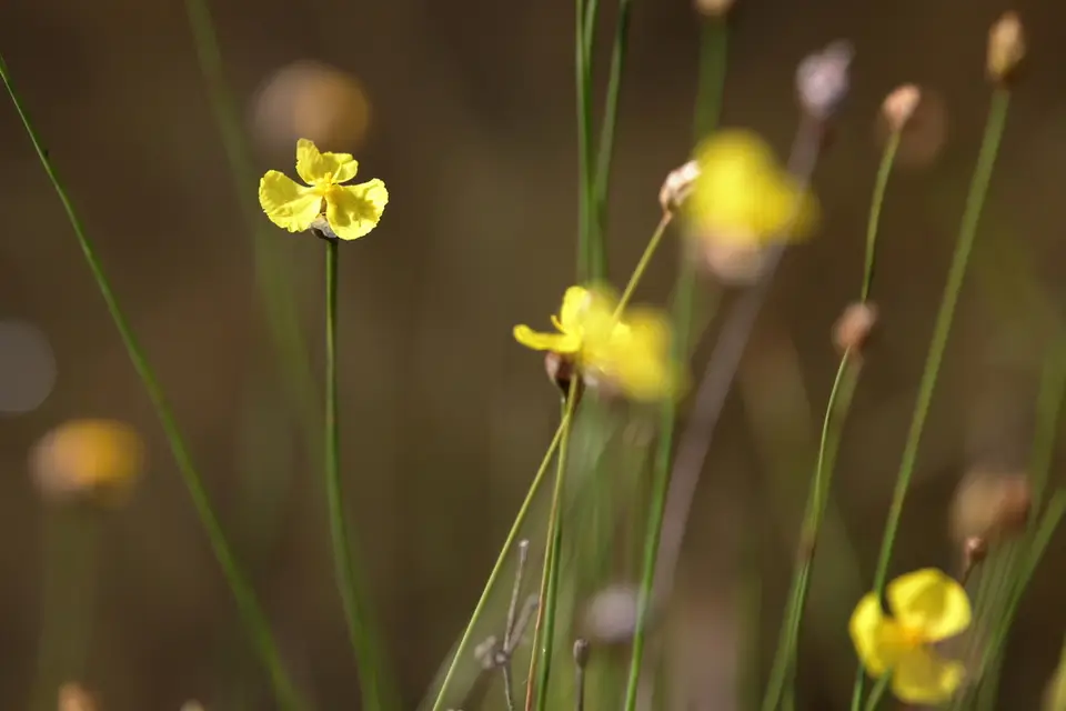Grassleaf Yellow-Eyed Grass (Xyris baldwiniana)
