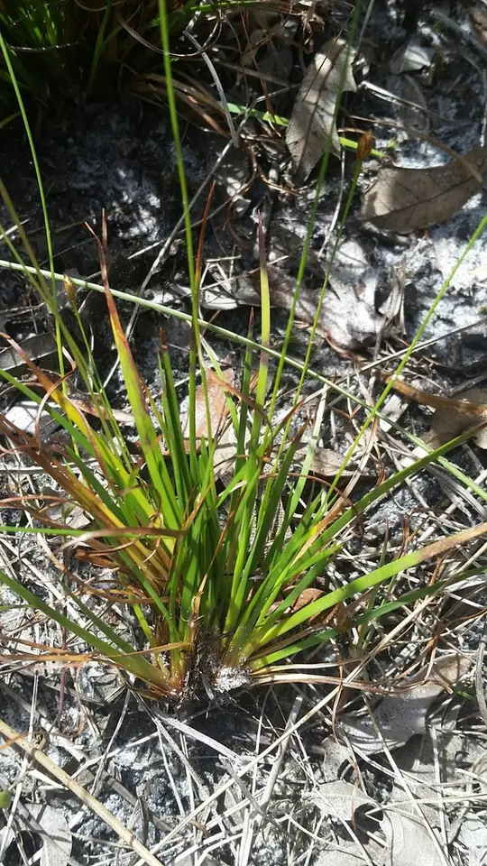 Shortleaf Yellow-Eyed Grass (Xyris brevifolia)