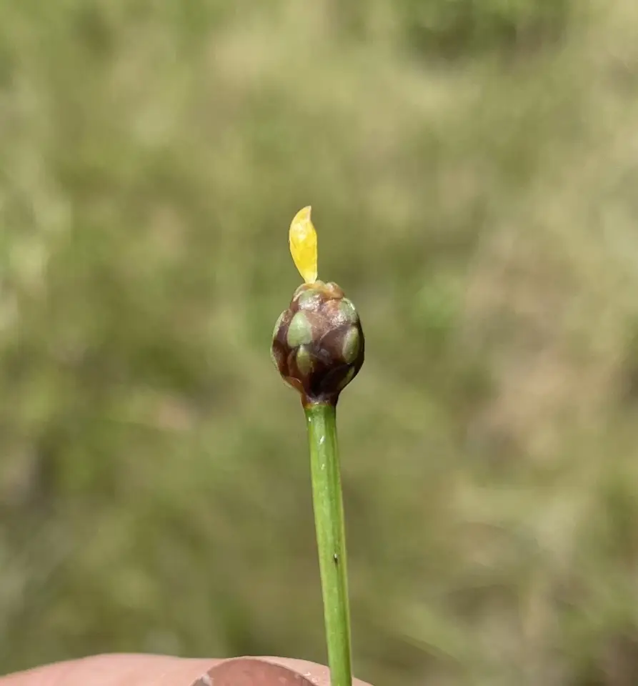 Chapman's Yellow-Eyed Grass (Xyris chapmanii)