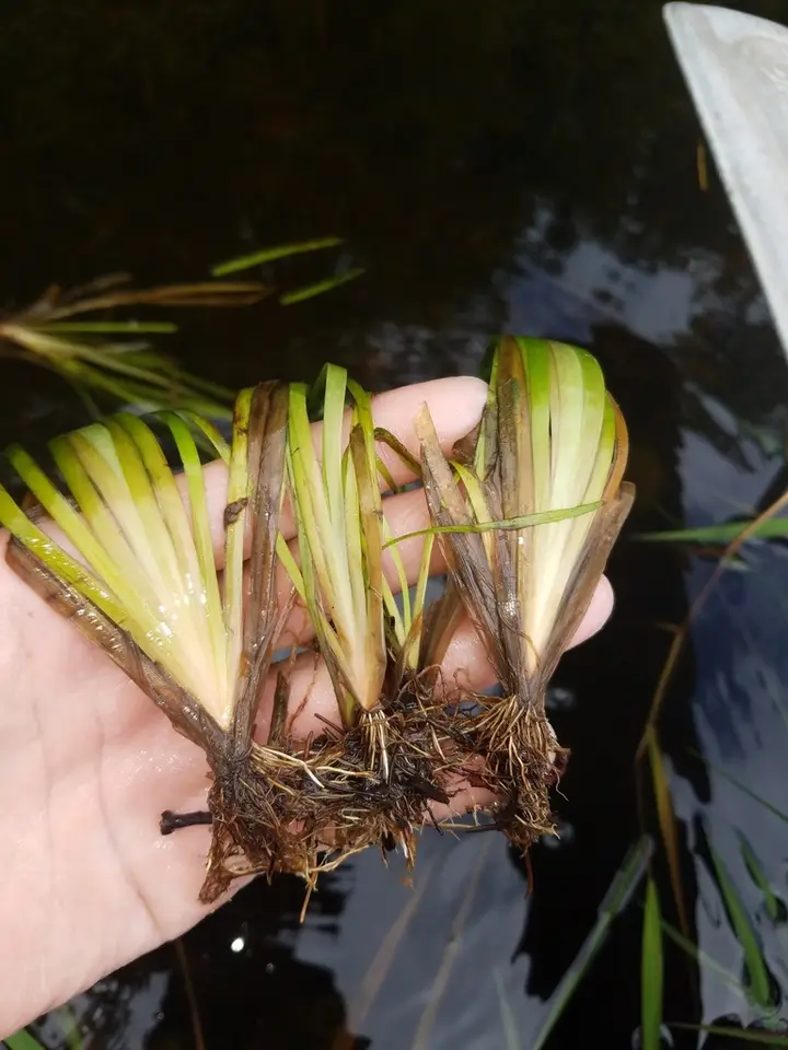 Correll's Yellow-Eyed Grass (Xyris correlliorum)