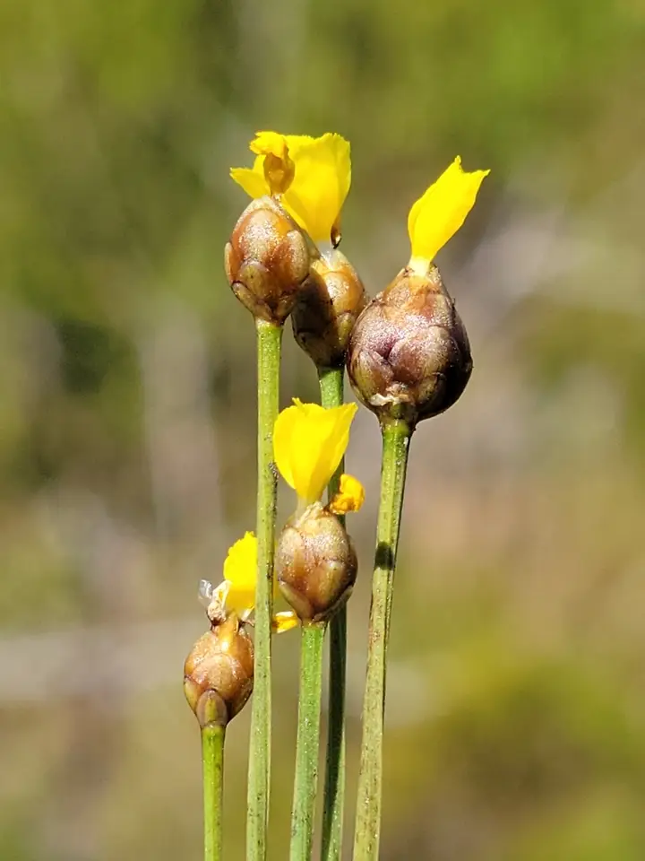 Curtiss's Yellow-Eyed Grass (Xyris curtissii)