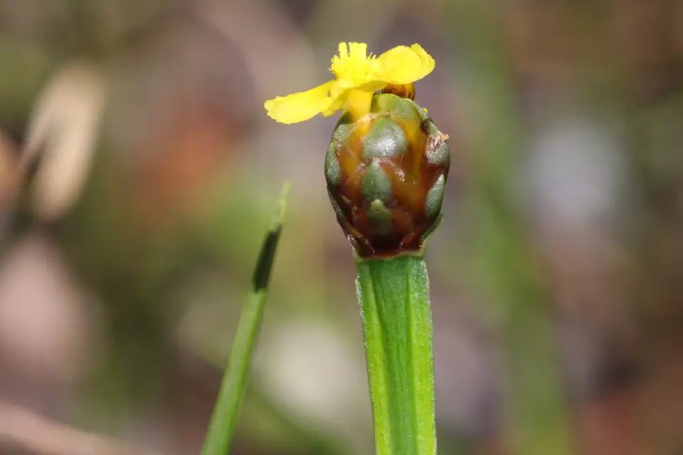 Bog Yellow-Eyed Grass (Xyris difformis)