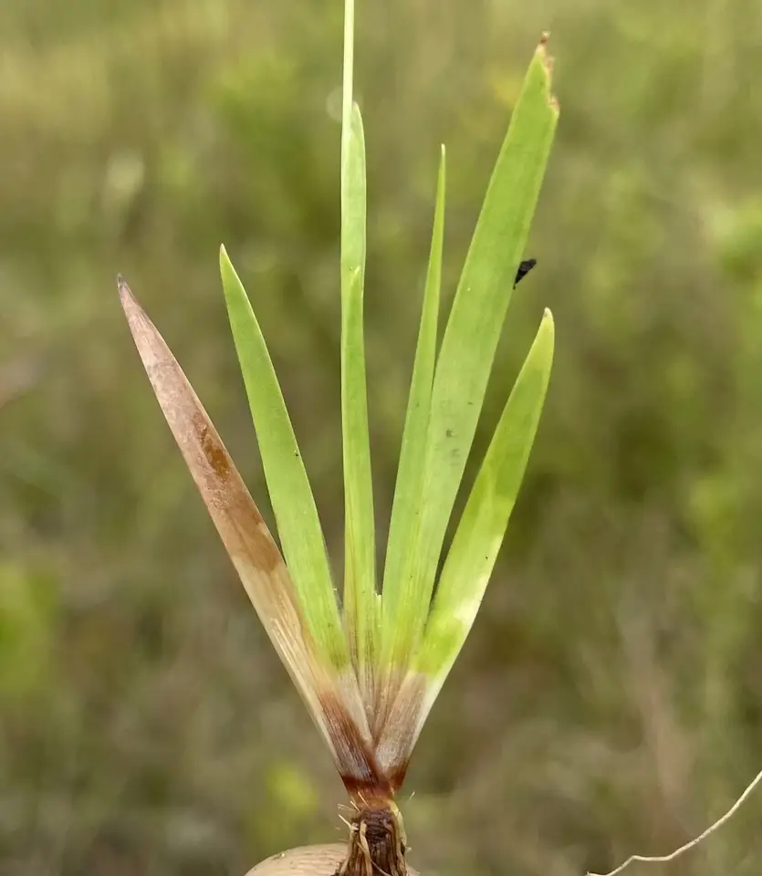 Drummond's Yellow-Eyed Grass (Xyris drummondii)