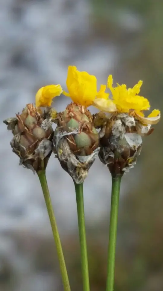 Elliott's Yelloweyed Grass (Xyris elliottii)