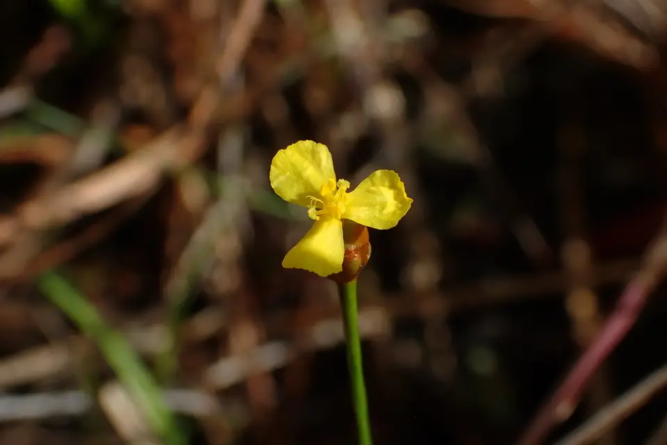 Savannah Yellow-Eyed Grass (Xyris flabelliformis)