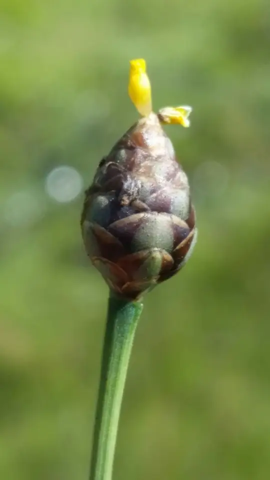 Florida Yellow-Eyed Grass (Xyris floridana)