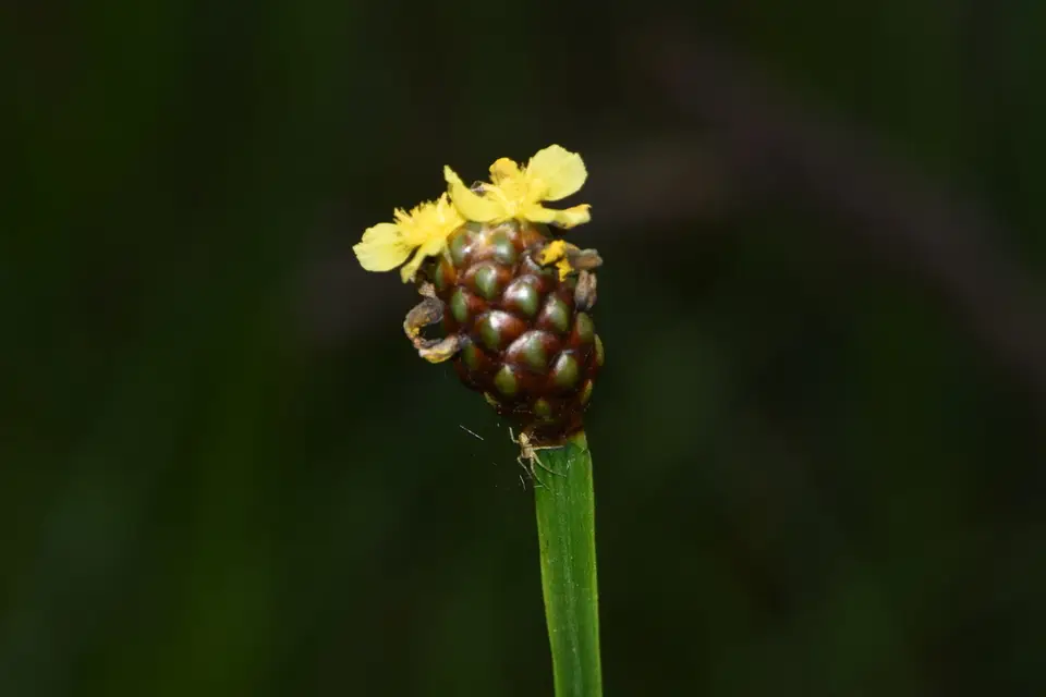 Laxleaf Yellow-Eyed Grass (Xyris laxifolia)